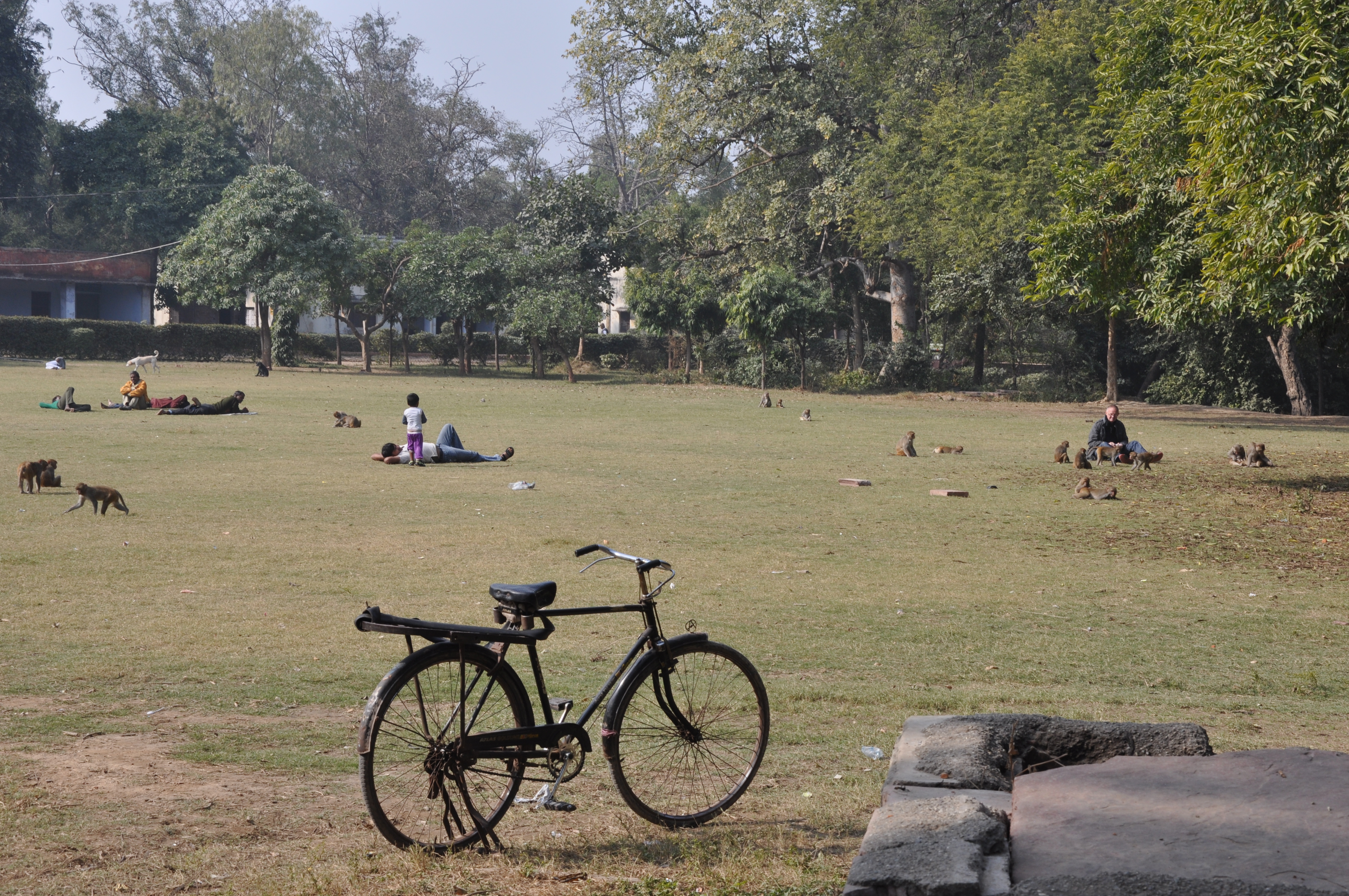 People taking a break on a green lawn with monkeys running around.