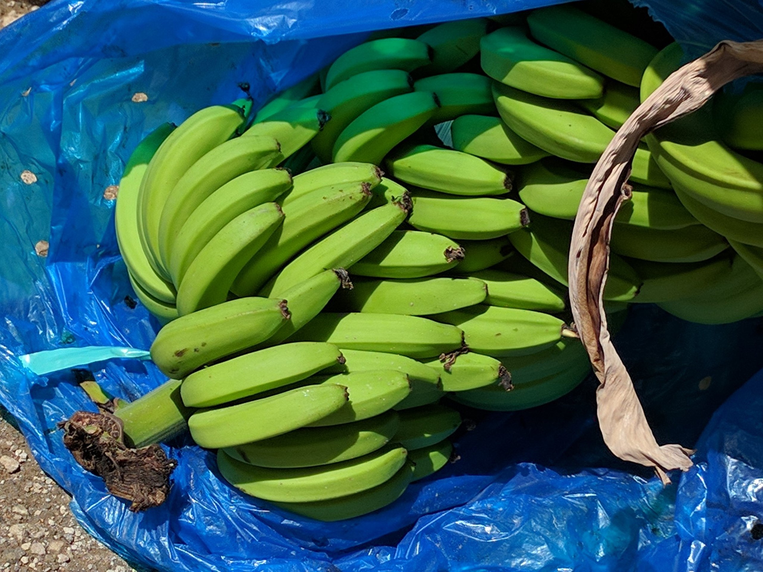 043017_0118_StLuciaaje3