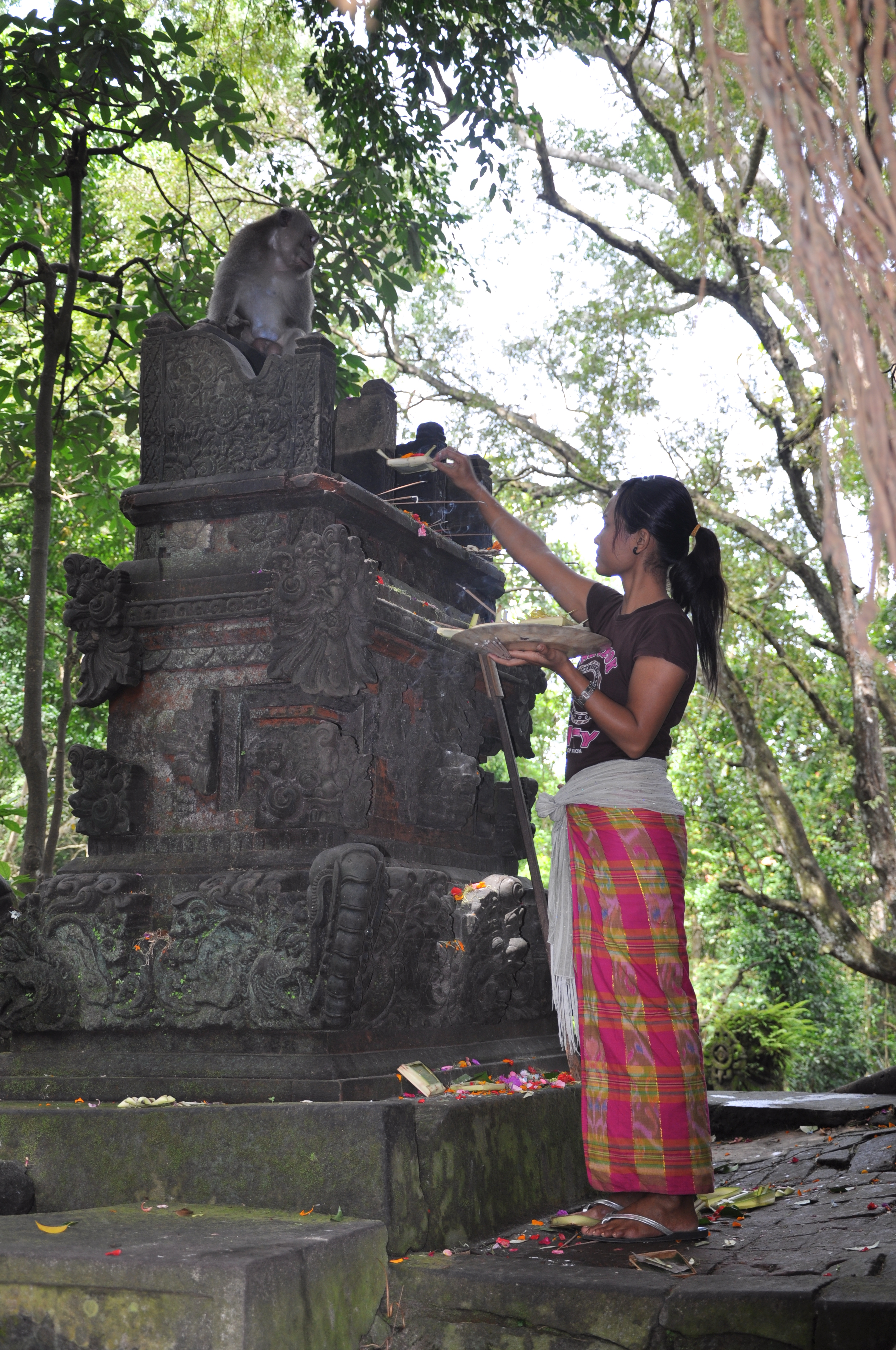 woman placing an offering to the gods at a shrine in the monkey forest of Ubud, Indonesia