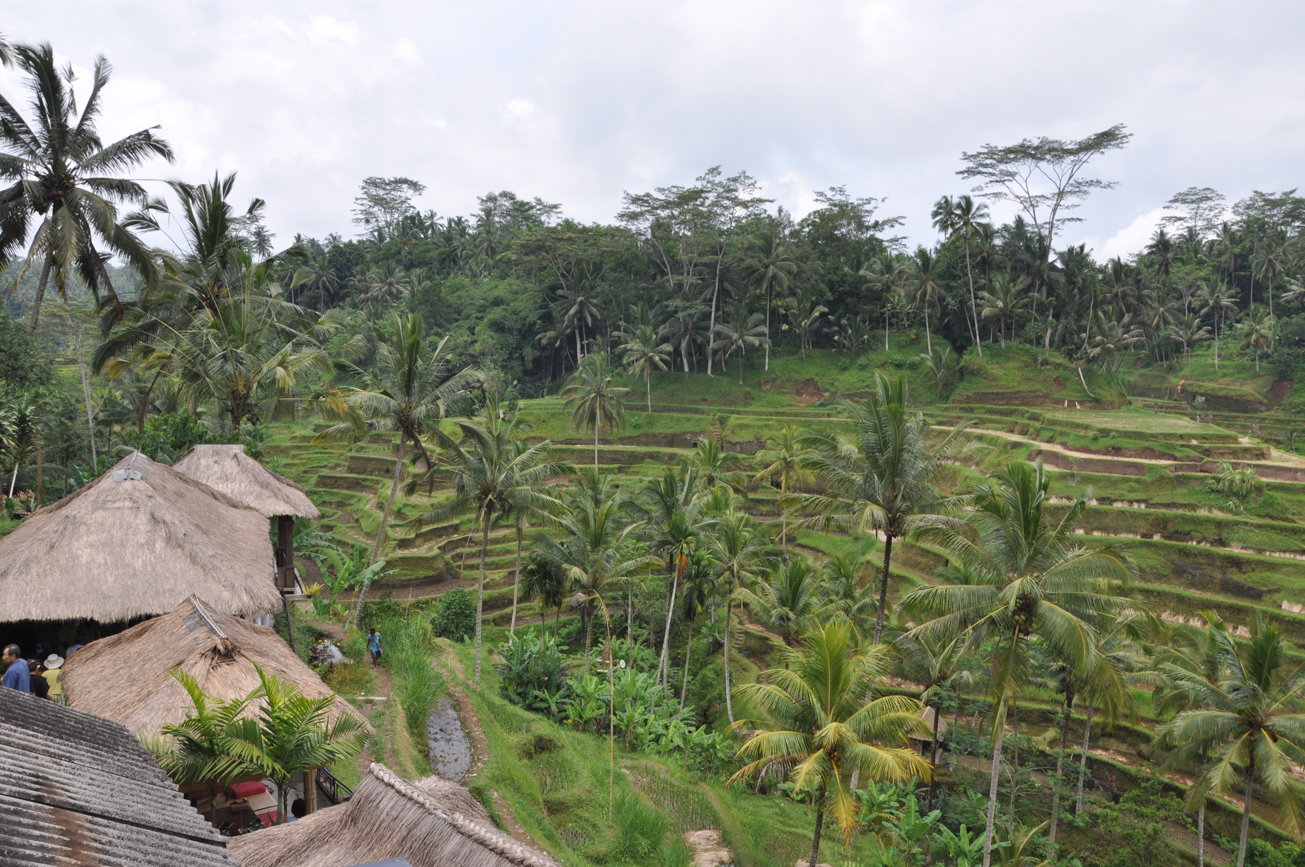rice paddies and palm trees of The Tagalalang rice terraces in Bali